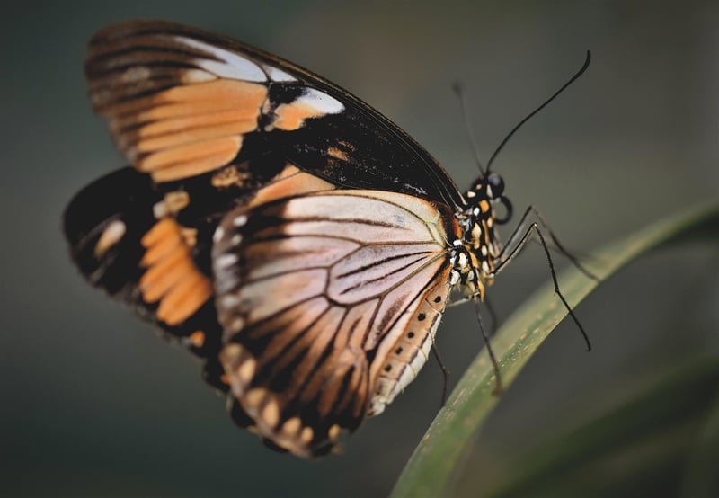 Metamorphosis of Challenges